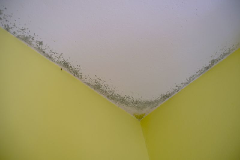 Carpet and Upholstery Mold