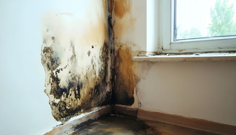 Black Mold Remediation in Bergen County, NJ