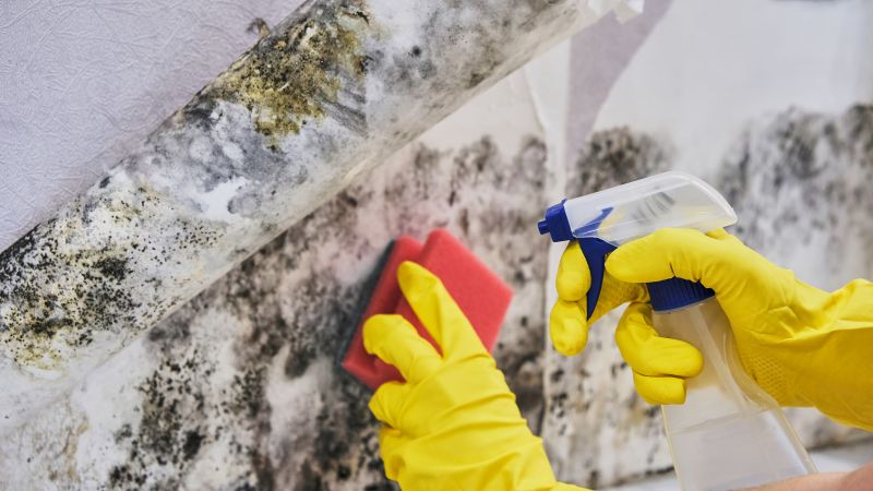 Black Mold Removal in Arlington, TX