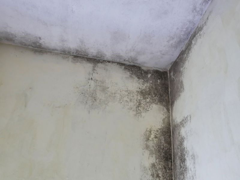 Garage Mold Remediation in Essex County, NJ