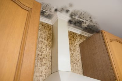 Breathe Better and Have Peace of Mind with Mold Removal!