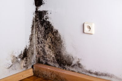 Get Black Mold Professionally Inspected!